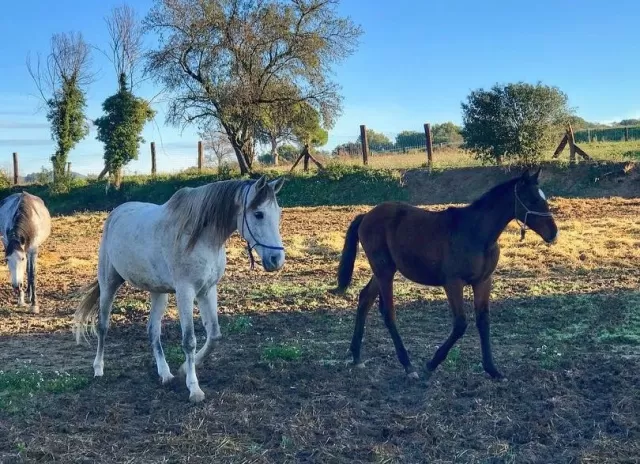 Hípica Can Xicota — foto 4